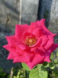 Close-up of pink rose