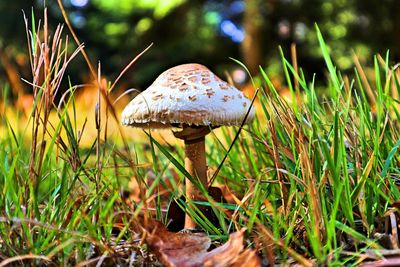 Close-up of mushroom growing on field