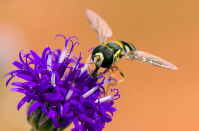 Close-up of bee on purple flower