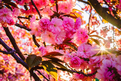 Low angle view of pink cherry blossom