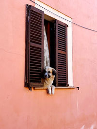Portrait of dog on wall