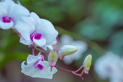 Close-up of purple orchids flowering plant