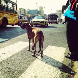 Close-up of dog