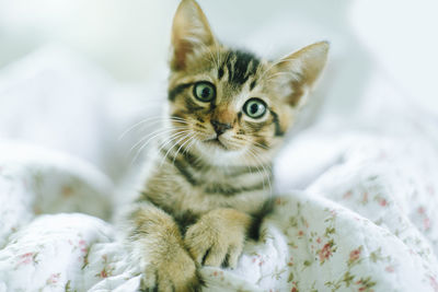 Portrait of kitten relaxing on bed