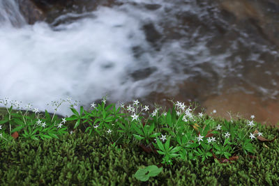 A close up view of small flower and waterfall on a rocky mountain