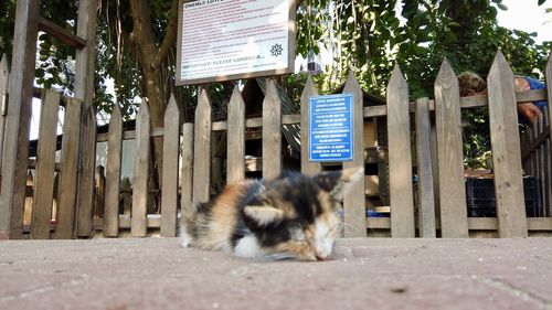 View of a cat on the wall