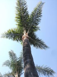 Low angle view of palm tree against clear sky