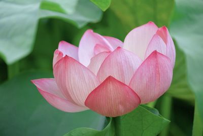 Close-up of pink lotus water lily