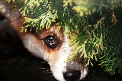 Close-up portrait of a dog looking away