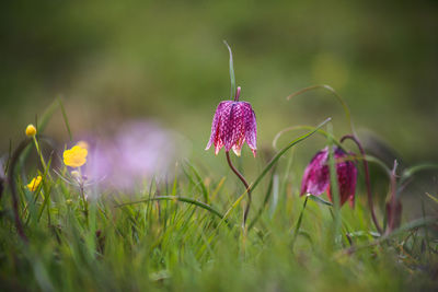 Snake's head fritillary fritillaria meleagris close-up view growing in field