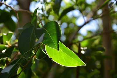 Close-up of green leaves on tree