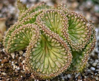 Close-up of prickly pear cactus