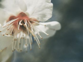 Close-up of white flowers blooming outdoors