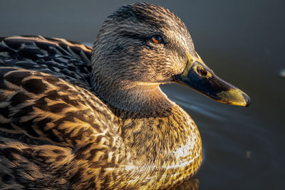 A female mallard dabbling duck, anas platyrhynchos, with a closeup sunlit head and in profile,.