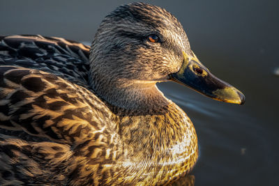 Close-up of a bird