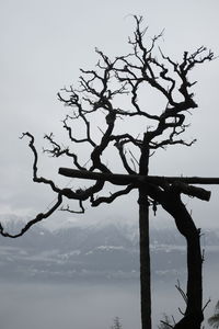 Bare tree against sky