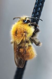 Close-up of bee pollinating on flower