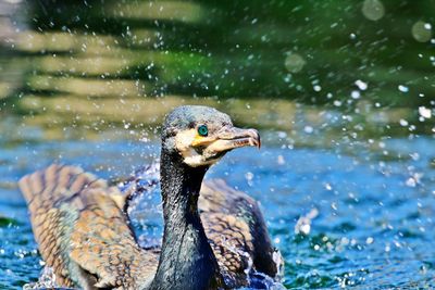 Close-up of cormorant against lake