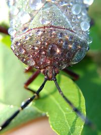 Close-up of insect on leaf