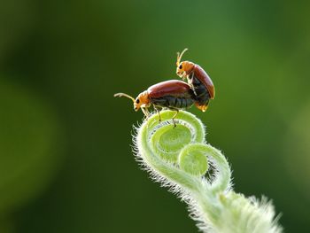 Close-up of insect on leaf