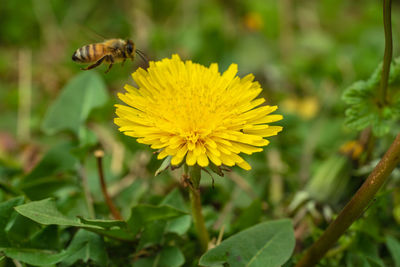 Close-up of yellow flowering plant