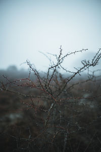 Close-up of plant against clear sky