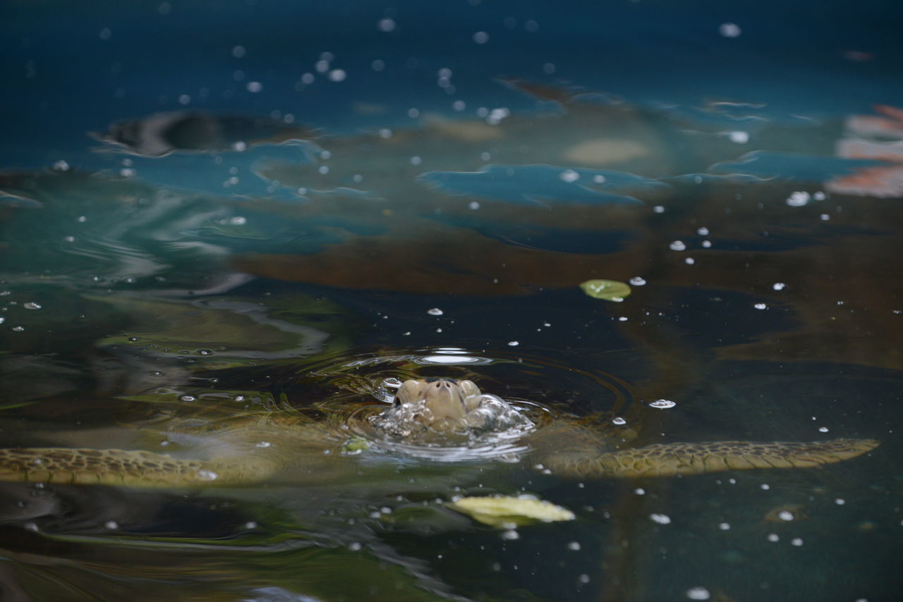 HIGH ANGLE VIEW OF AN ANIMAL IN WATER