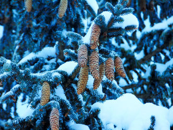 Close-up of snow covered pine tree