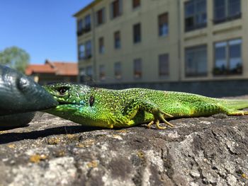 Close-up of lizard