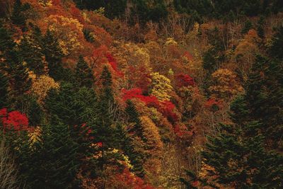Firework display in forest during autumn