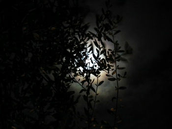 Low angle view of silhouette tree against sky at night