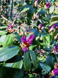 Close-up of pink flowering plant