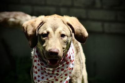 Close-up portrait of a dog