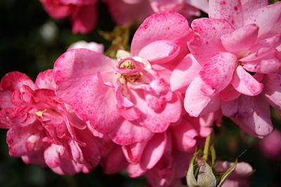 Close-up of pink flowers blooming outdoors