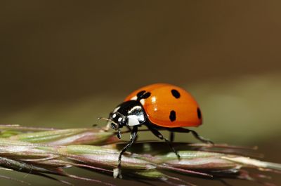 Close-up of ladybug on plant