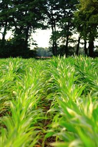 Close-up of plants growing on field