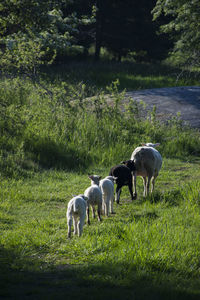 Lamb queue