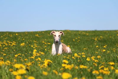 Dog standing on field