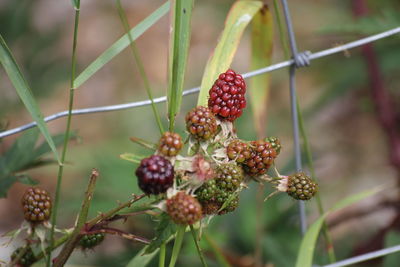 Close-up of berries growing on plant