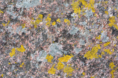 Full frame shot of yellow lichen on rock