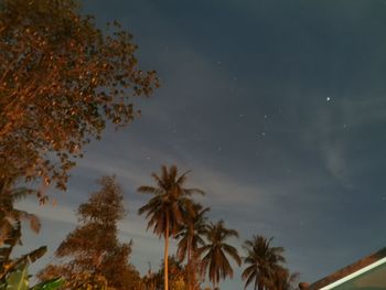 Low angle view of palm trees against sky at night