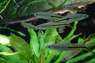 Close-up of green plants in water