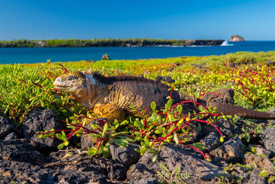 Close-up of crocodile