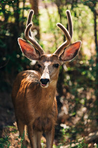 Portrait of deer in a forest