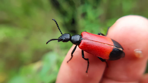 Close-up of insect on plant