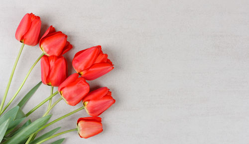 Close-up of red rose against white background