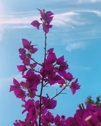 Close-up of pink flowering plant against sky