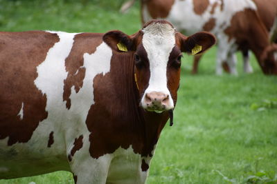 Portrait of cow standing on field