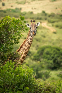 Masai giraffe pokes head out from bushes