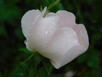 Close-up of white flower